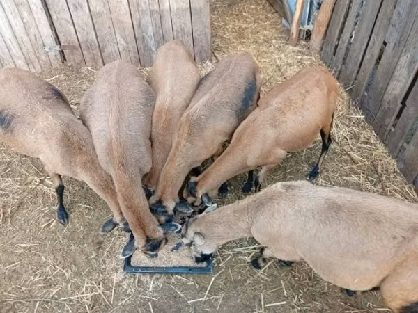 Schaf, Cameroon sheep