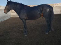 حصان, Kushum Horse — الصورة 5