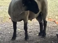 Bélier, White Suffolk sheep — photo 2