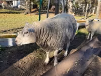 Widder, Texel sheep — Foto 2