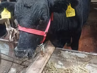 Toro, Aberdeen-Angus — foto 1