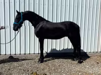 Hengst, Friesian — Foto 6