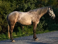 公马, Horses — 照片 2