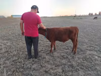 母牛, Red Steppe Cow — 照片 5