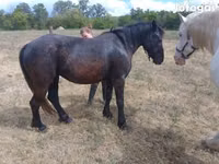 Jument, Chevaux — photo 3