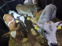 牛只（批次，未指定性别）, Cattle — 照片 1