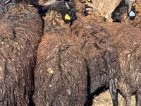 أغنام (دفعة، الجنس غير محدد), Karachay sheep — الصورة 2