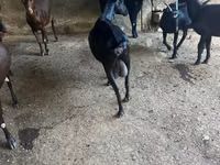 عنزة, Murcia-Granada goats — الصورة 4