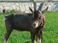 母山羊, Toggenburg goat — 照片 2