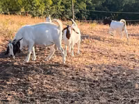 Cabro, Boer goat — foto 4
