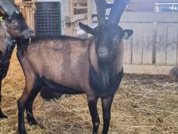 公山羊, Alpine goat