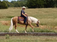 Horse (M), Quarter Horse — photo 5