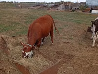 Vaca, Hereford — foto 2