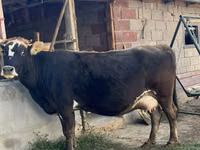 Vache, Race Alatauskaya — photo 2