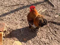 Pékin Bantam — photo 3