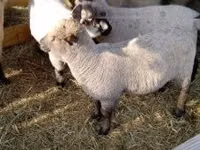 Schaf, Shroshire sheep — Foto 2