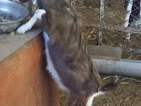 公山羊, Toggenburg goat — 照片 1