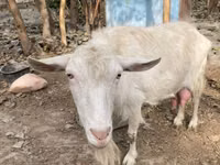 Chèvre, Fergana goat — photo 5