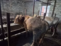 公牛, Red-spotted breed — 照片 3