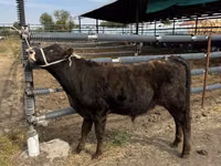 公牛, Aberdeen-Angus — 照片 4