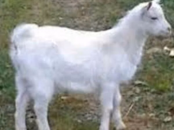 公山羊, Saanen goat
