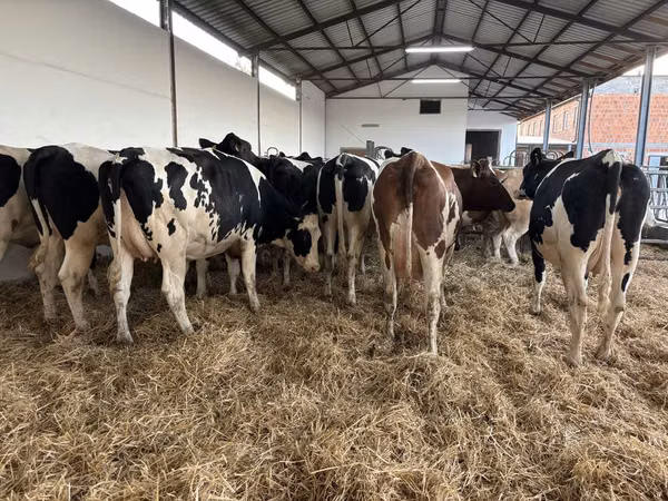 Kuh, Holstein-Rasse