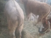 Toro, Raza Auliékol — foto 1