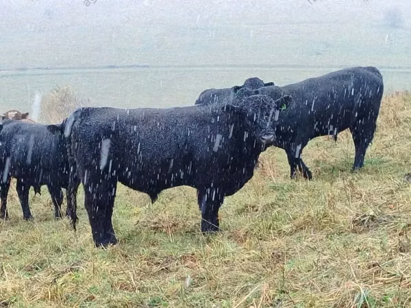 母牛, Galloway cow