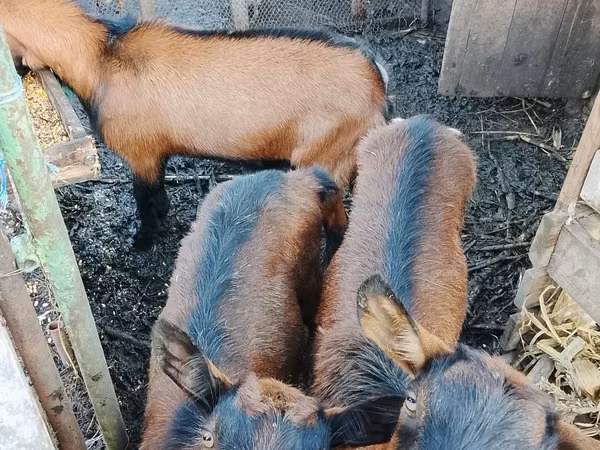 Ziege, French Saanen goat