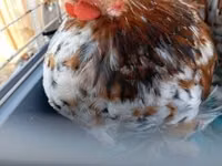 Pékin Bantam — photo 2