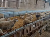 Oveja, Rouge de l’Ouest sheep — foto 3