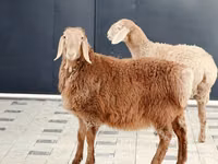 Schaf, Hissar sheep — Foto 2
