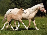 حصان, American shetland pony — الصورة 2