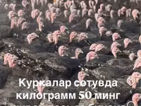Slovenian Silver Hen — photo 4