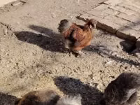 Poule soie — photo 6