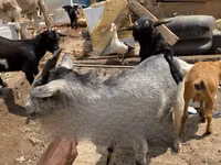 母山羊, West African dwarf goats — 照片 2