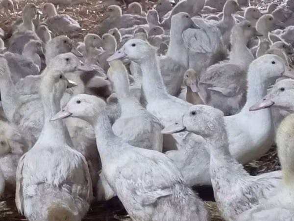 Линдовская