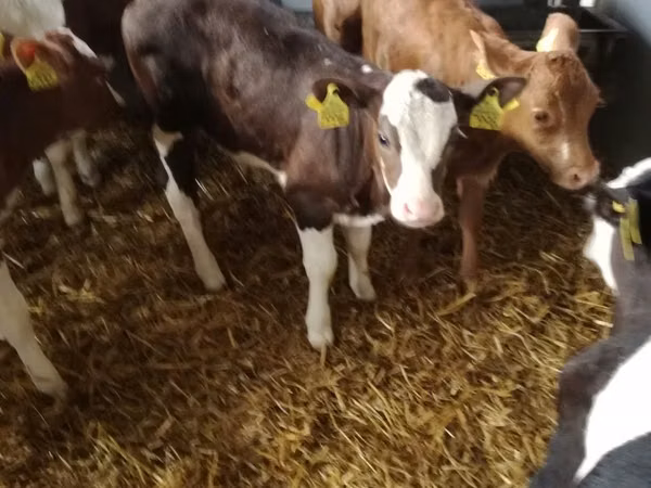 Rinder (Partie, Geschlecht nicht angegeben), Simmental cattle