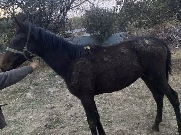 公马, Kazakh horse