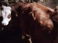 Vache, Vache limousine — photo 3