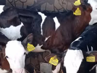 सांड, Simmental cattle — फ़ोटो 1