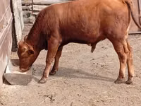 Toro, Ganado vacuno — foto 2