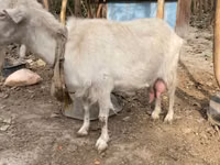Chèvre, Fergana goat — photo 3