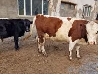 母牛, Swiss cattle — 照片 4