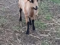 Schaf, Cameroon sheep — Foto 1