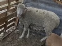 Widder, Merino sheep — Foto 3