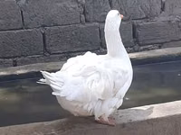 Geese — फ़ोटो 3