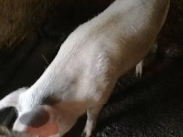 公猪, 