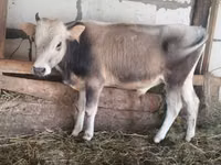 सांड, मवेशी — फ़ोटो 3