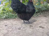 Australorp — photo 3